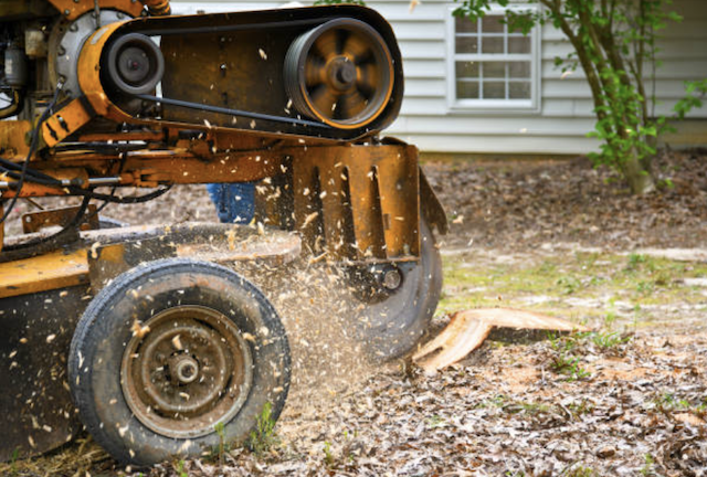 stump removal in Magness