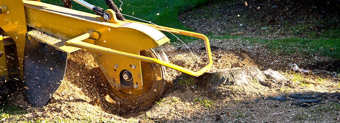 AR Stump Removal